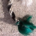 Yak Collar